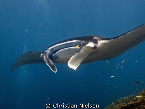 Friendly manta ray on Manta Point, Nusa Penida today. One... by Christian Nielsen 